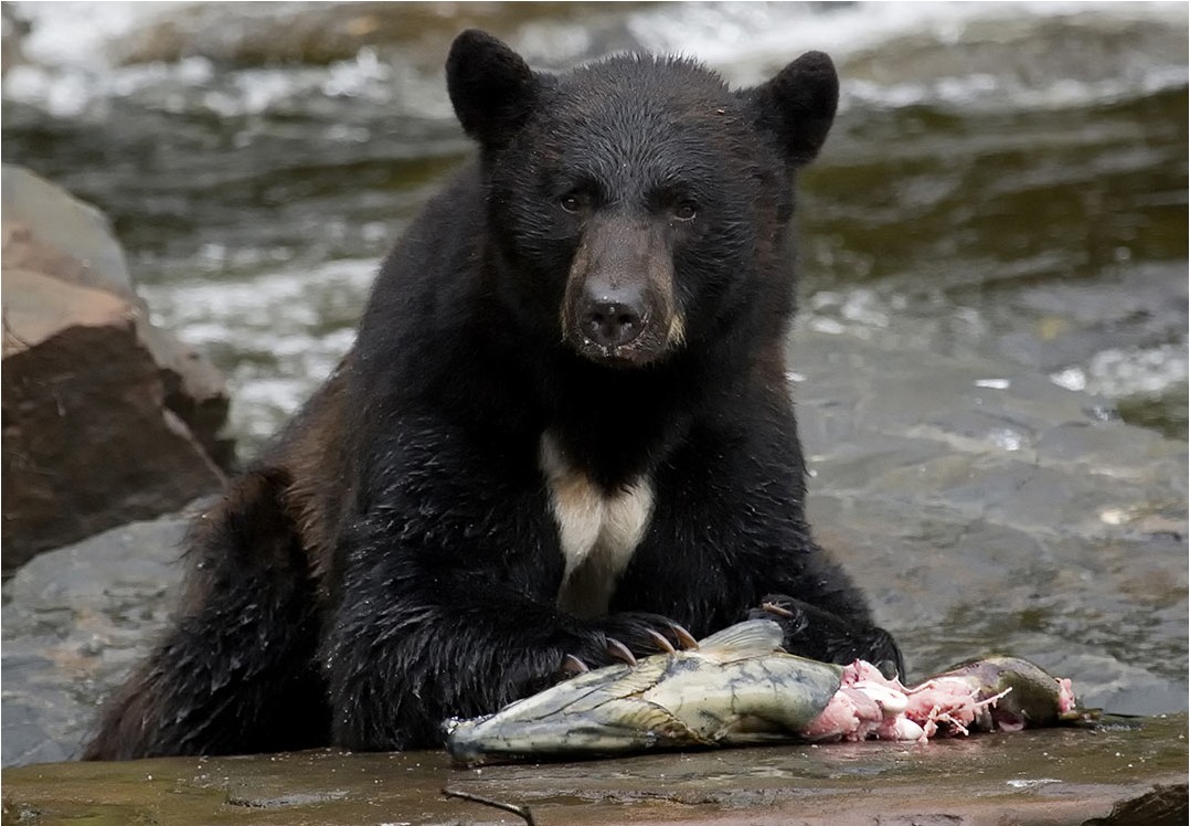 bear watch
