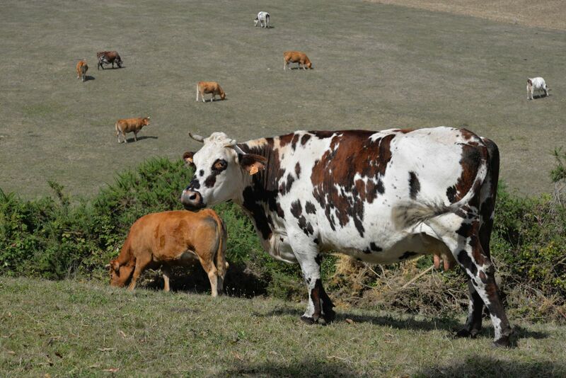 Cattle & Beef - Brown and white spotted cow with ear tag