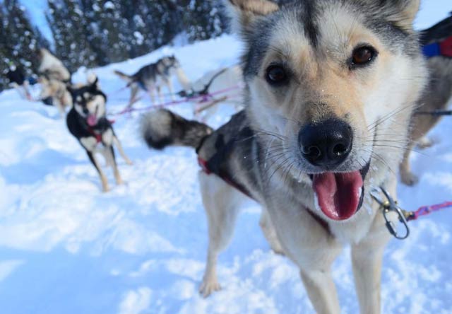 Photo of dog sledding 6 thumbnail