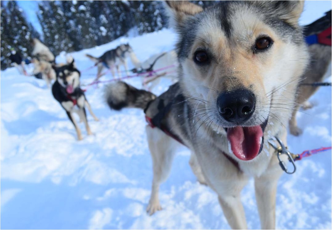 dog sledding 6