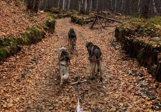 Photo of dryland mushing
