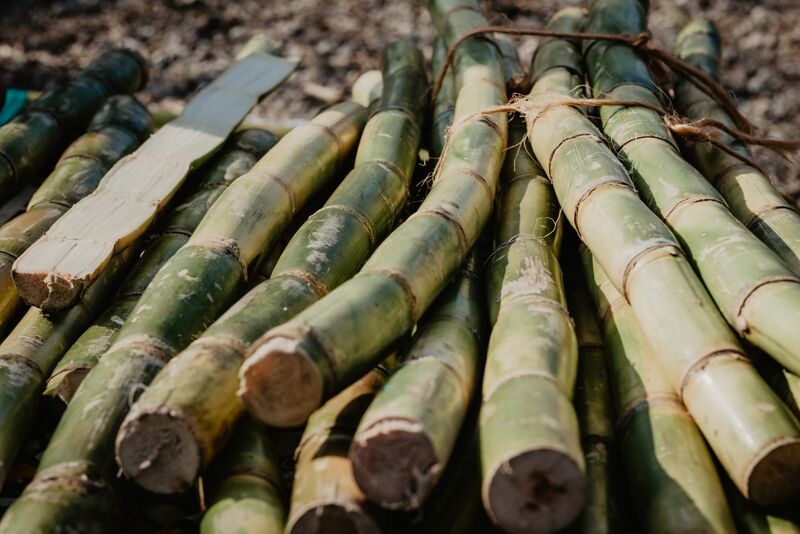 Sugar - Harvested Sugar Cane