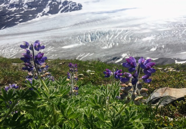 harding icefield