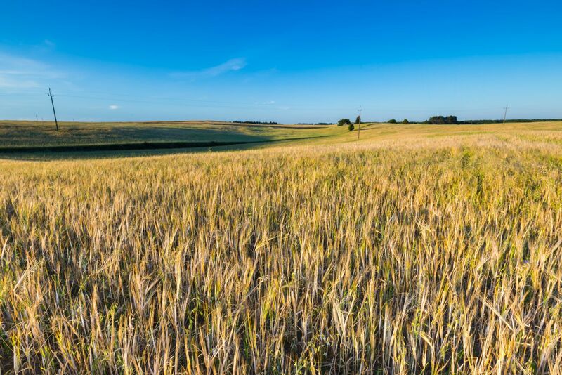 landscape of corn field at summer countryside