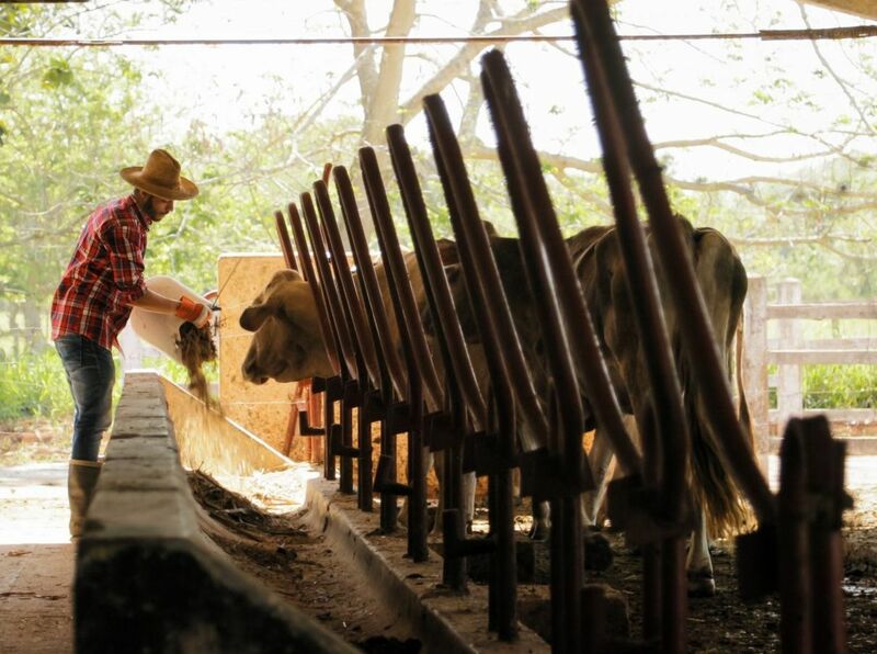 Man feeding cows on farm in cowshed cattle grazing in pen