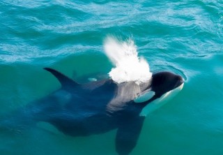 Photo of Orca breaching