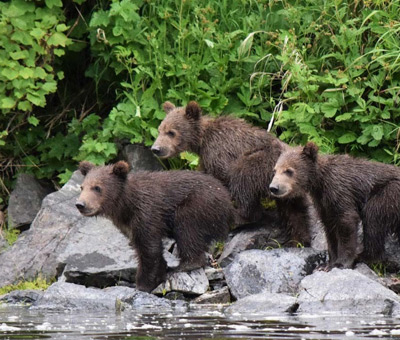 Photo of redoubt bay lodge bear viewing 6 thumbnail
