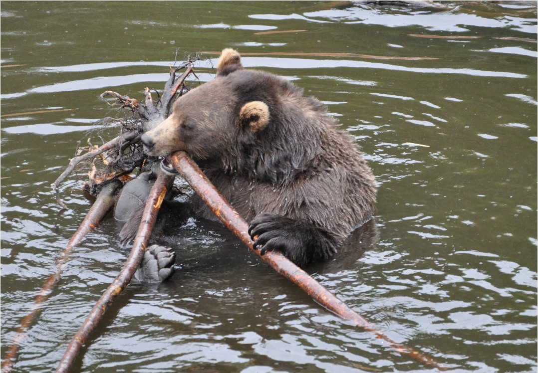 Photo of Sitka Bear Water