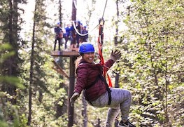 Photo of soaring through the trees in denali