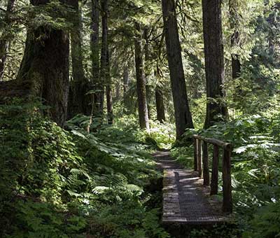 Photo of Trail Bridge thumbnail