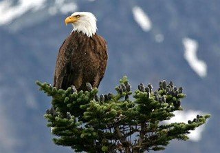 Photo of Tutshi Eagle