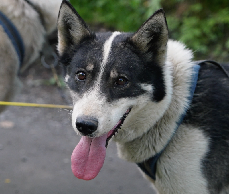 Photo of Huskie Summer Camp